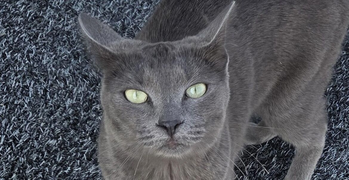 asielzoeker-kat