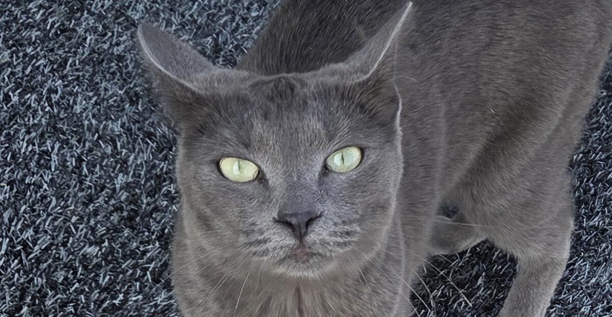 asielzoeker-kat
