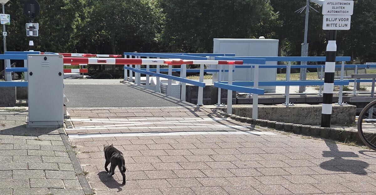 kat-op-de-brug kat-op-de-brug