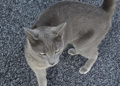 van-wie-is-deze-kat van-wie-is-deze-kat